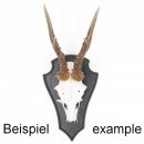 Trophäenschild Reh 1 Stück Spitz AF 21 cm x 13 cm Eiche dunkel + Montageklammer GTKv50.56-1+K