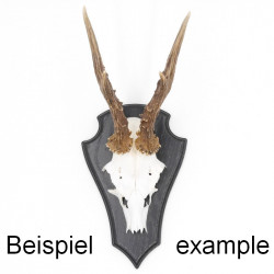 Trophäenschild Reh 1 Stück Spitz AF 21 cm x 13 cm Eiche dunkel + Montageklammer GTKv50.56-1+K