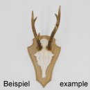 Trophäenschilder Reh 10 Stück Spitz AF 21 cm x 13 cm Eiche hell + Montageklammer GTKv50.73-10+K