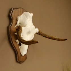 Elchgeweih kleines Elch Geweih Schädeltrophäe auf Trophäenschild 79.62