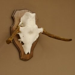 Elchgeweih kleines Elch Geweih Schädeltrophäe auf Trophäenschild 79.62