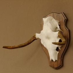 Elchgeweih kleines Elch Geweih Schädeltrophäe auf Trophäenschild 79.62