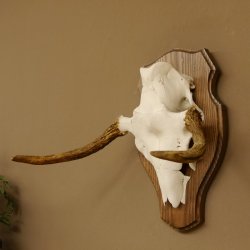Elchgeweih kleines Elch Geweih Schädeltrophäe auf Trophäenschild 79.62