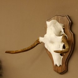 Elchgeweih kleines Elch Geweih Schädeltrophäe auf Trophäenschild 79.62