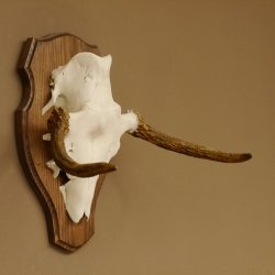 Elchgeweih kleines Elch Geweih Schädeltrophäe auf Trophäenschild 79.62