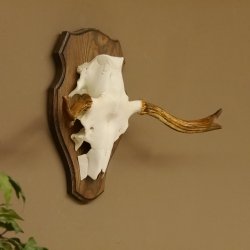 Elchgeweih kleines Elch Geweih Schädeltrophäe auf Trophäenschild 79.63
