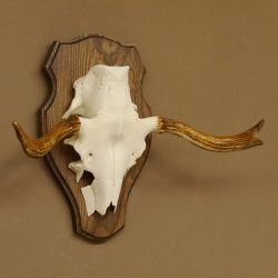 Elchgeweih kleines Elch Geweih Schädeltrophäe auf Trophäenschild 79.63