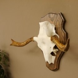 Elchgeweih kleines Elch Geweih Schädeltrophäe auf Trophäenschild 79.63