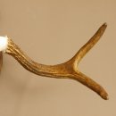 Elchgeweih kleines Elch Geweih Schädeltrophäe auf Trophäenschild 79.64