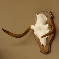 Elchgeweih kleines Elch Geweih Schädeltrophäe auf Trophäenschild 79.64