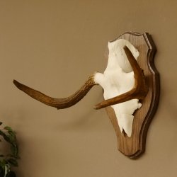 Elchgeweih kleines Elch Geweih Schädeltrophäe auf Trophäenschild 79.64