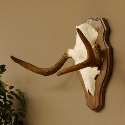 Elchgeweih kleines Elch Geweih Schädeltrophäe auf Trophäenschild 79.64