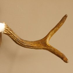 Elchgeweih kleines Elch Geweih Schädeltrophäe auf Trophäenschild 79.64