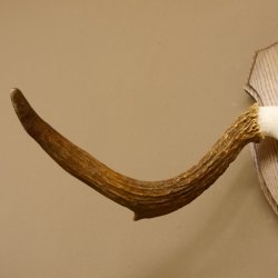 Elchgeweih kleines Elch Geweih Schädeltrophäe auf Trophäenschild 79.64