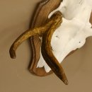 Elchgeweih kleines Elch Geweih Schädeltrophäe auf Trophäenschild 79.65