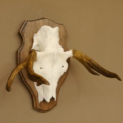 Elchgeweih kleines Elch Geweih Schädeltrophäe auf Trophäenschild 79.65