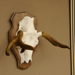 Elchgeweih kleines Elch Geweih Schädeltrophäe auf Trophäenschild 79.65