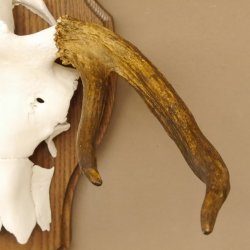 Elchgeweih kleines Elch Geweih Schädeltrophäe auf Trophäenschild 79.65