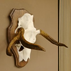 Elchgeweih kleines Elch Geweih Schädeltrophäe auf Trophäenschild 79.65