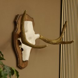 Elchgeweih kleines Elch Geweih Schädeltrophäe auf Trophäenschild 79.66