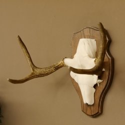 Elchgeweih kleines Elch Geweih Schädeltrophäe auf Trophäenschild 79.66