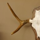 Elchgeweih kleines Elch Geweih Schädeltrophäe auf Trophäenschild 79.69