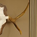 Elchgeweih kleines Elch Geweih Schädeltrophäe auf Trophäenschild 79.69