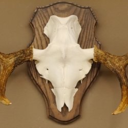 Elchgeweih kleines Elch Geweih Schädeltrophäe auf Trophäenschild 79.69