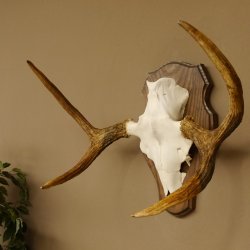Elchgeweih kleines Elch Geweih Schädeltrophäe auf Trophäenschild 79.69