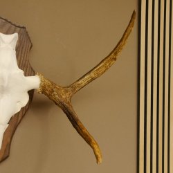 Elchgeweih kleines Elch Geweih Schädeltrophäe auf Trophäenschild 79.69