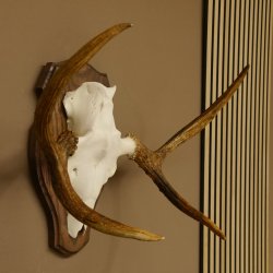 Elchgeweih kleines Elch Geweih Schädeltrophäe auf Trophäenschild 79.69
