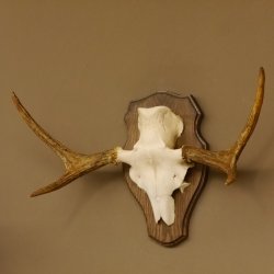 Elchgeweih kleines Elch Geweih Schädeltrophäe auf Trophäenschild 79.67
