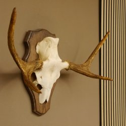 Elchgeweih kleines Elch Geweih Schädeltrophäe auf Trophäenschild 79.67