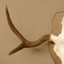 Elchgeweih kleines Elch Geweih Schädeltrophäe auf Trophäenschild 79.68