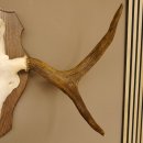 Elchgeweih kleines Elch Geweih Schädeltrophäe auf Trophäenschild 79.68