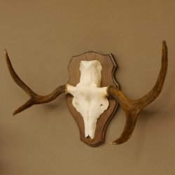 Elchgeweih kleines Elch Geweih Schädeltrophäe auf Trophäenschild 79.68