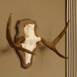Elchgeweih kleines Elch Geweih Schädeltrophäe auf Trophäenschild 79.68