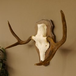 Elchgeweih kleines Elch Geweih Schädeltrophäe auf Trophäenschild 79.68