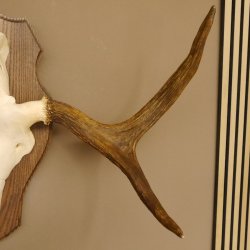 Elchgeweih kleines Elch Geweih Schädeltrophäe auf Trophäenschild 79.68