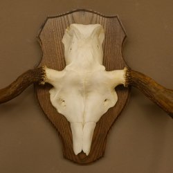Elchgeweih kleines Elch Geweih Schädeltrophäe auf Trophäenschild 79.68