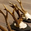 5 Stück Rehgeweihe Rehbocke Reh Bock Geweihe auf Trophäenschildern 22.1238