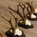 5 Stück Rehgeweihe Rehbocke Reh Bock Geweihe auf Trophäenschildern 22.1238