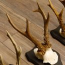5 Stück Rehgeweihe Rehbocke Reh Bock Geweihe auf Trophäenschildern 22.1238