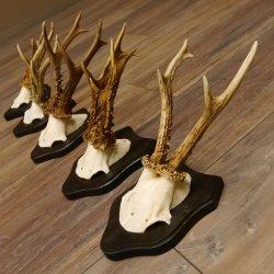 5 Stück Rehgeweihe Rehbocke Reh Bock Geweihe auf Trophäenschildern 22.1238