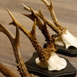 5 Stück Rehgeweihe Rehbocke Reh Bock Geweihe auf Trophäenschildern 22.1238