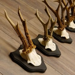 5 Stück Rehgeweihe Rehbocke Reh Bock Geweihe auf Trophäenschildern 22.1238