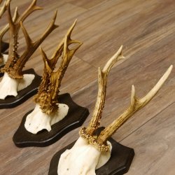 5 Stück Rehgeweihe Rehbocke Reh Bock Geweihe auf Trophäenschildern 22.1238