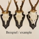 1 Stück Reh Trophäenschild Spitz klein Eiche dunkel AF 19 cm x 11 cm mit 1 Kieferfach