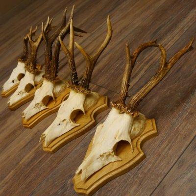 19 deer antlers for wall decoration