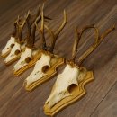 19 deer antlers for wall decoration